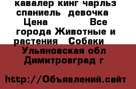  кавалер кинг чарльз спаниель -девочка › Цена ­ 45 000 - Все города Животные и растения » Собаки   . Ульяновская обл.,Димитровград г.